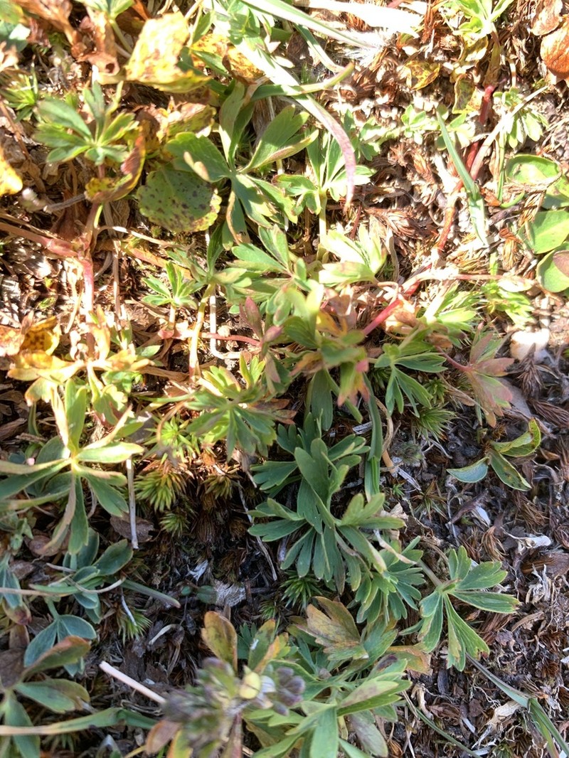 Alchemilla pentaphyllea photo 7