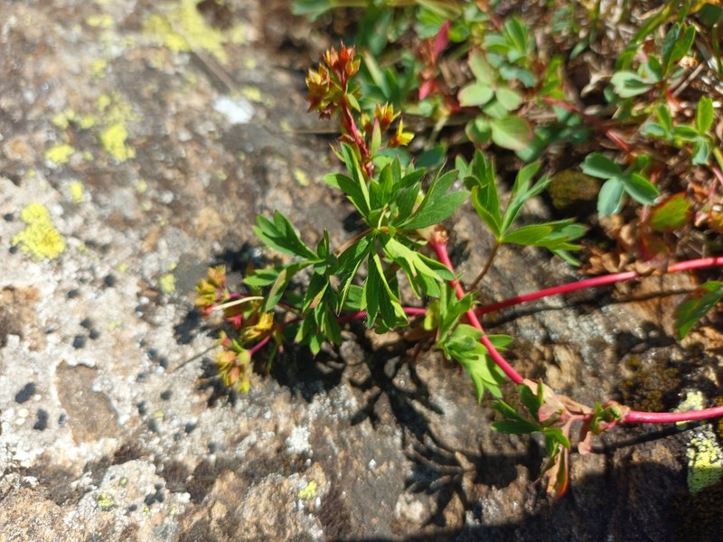 Alchemilla pentaphyllea photo 8