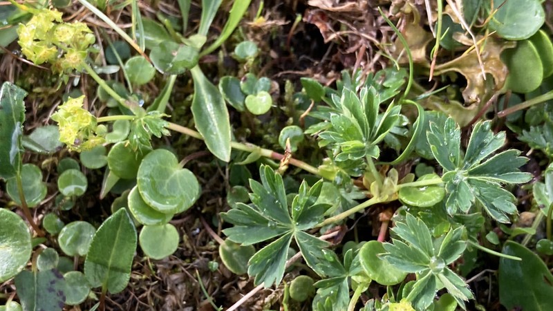 Alchemilla pentaphylloides photo 2