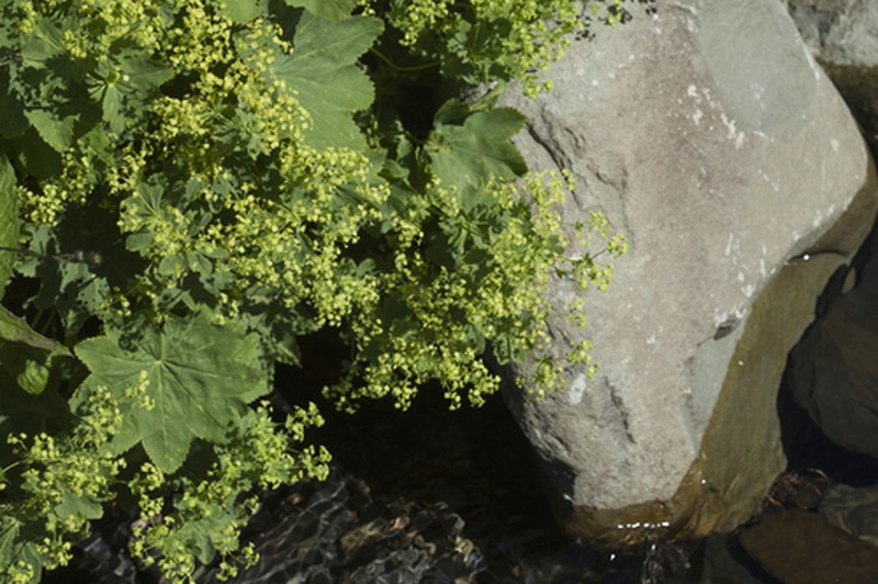 Alchemilla persica