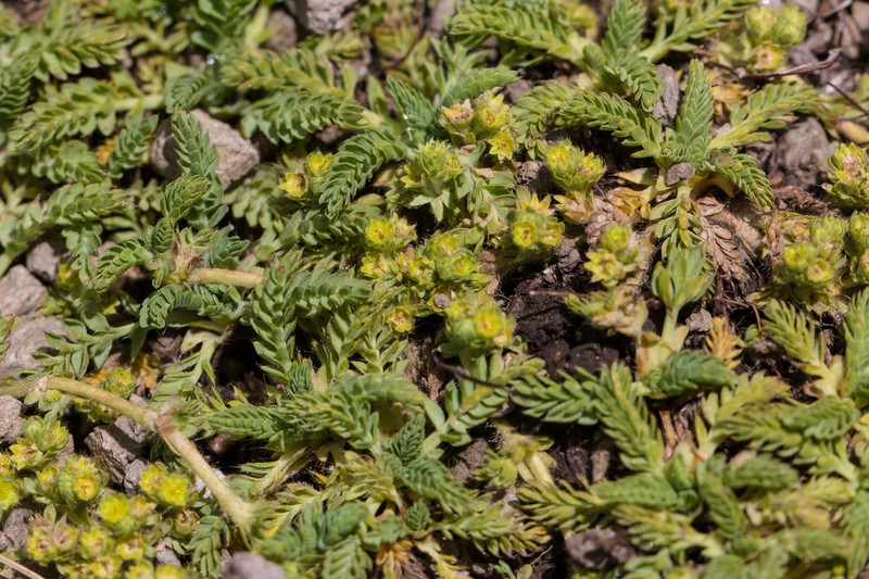 Alchemilla pinnata
