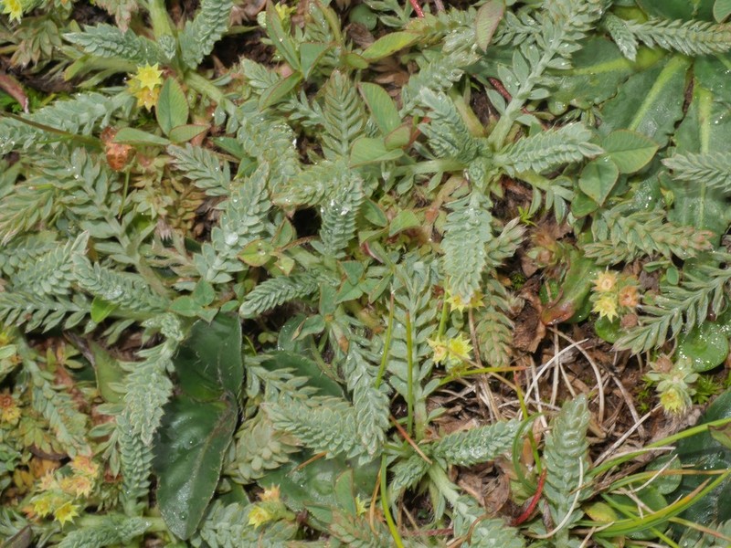 Alchemilla pinnata photo 2