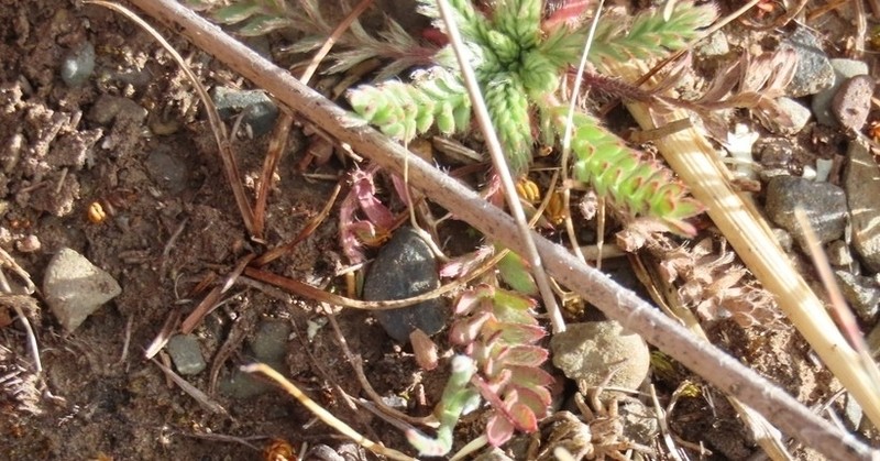 Alchemilla pinnata photo 4