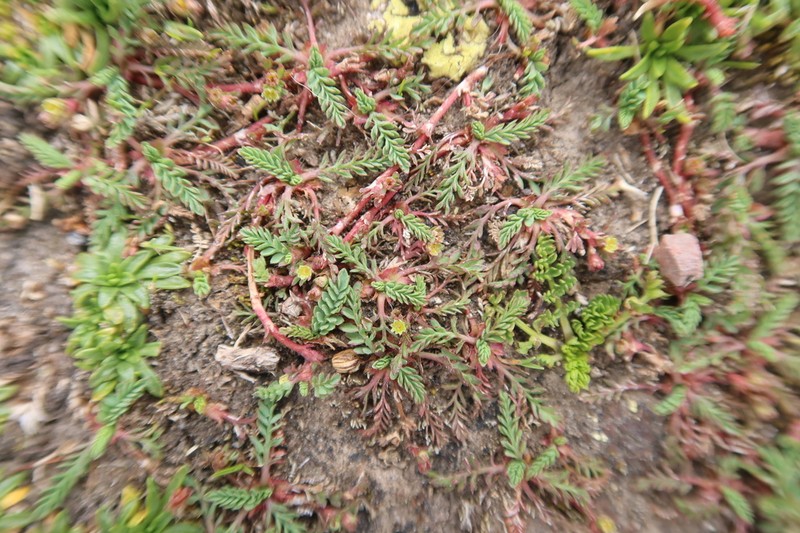 Alchemilla pinnata photo 5