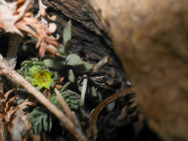 Alchemilla pinnata photo 6