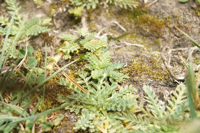Alchemilla pinnata photo 7