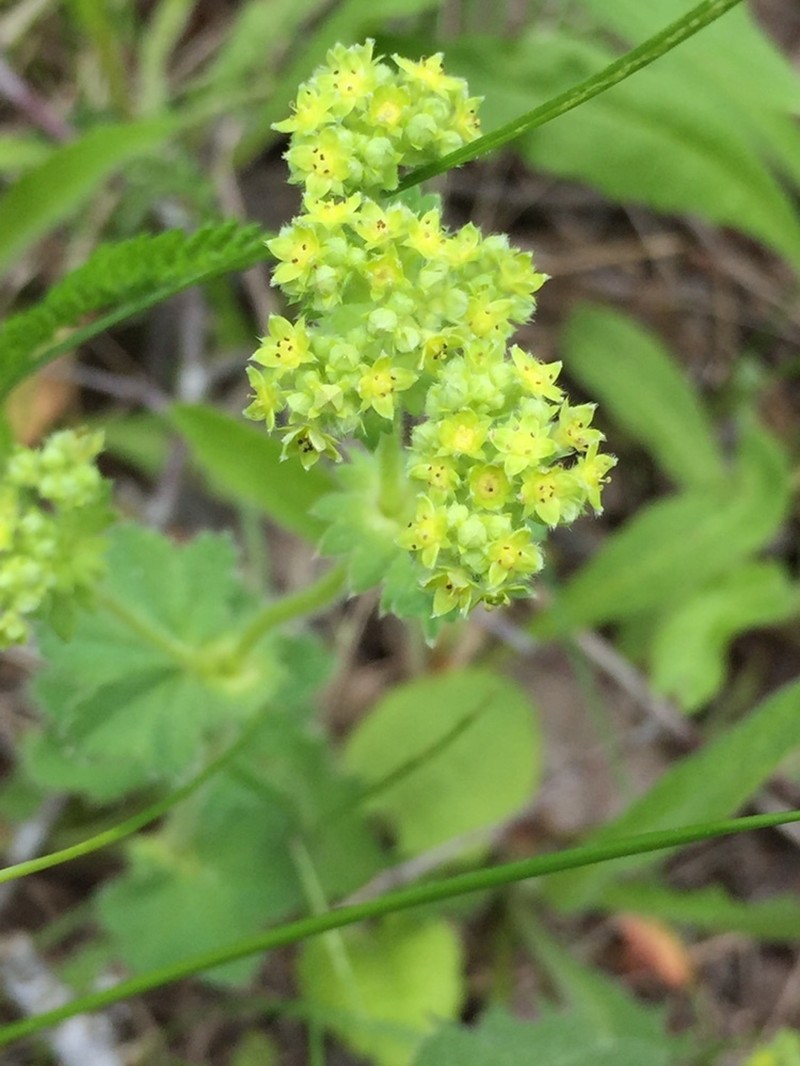 Alchemilla plicata photo 2
