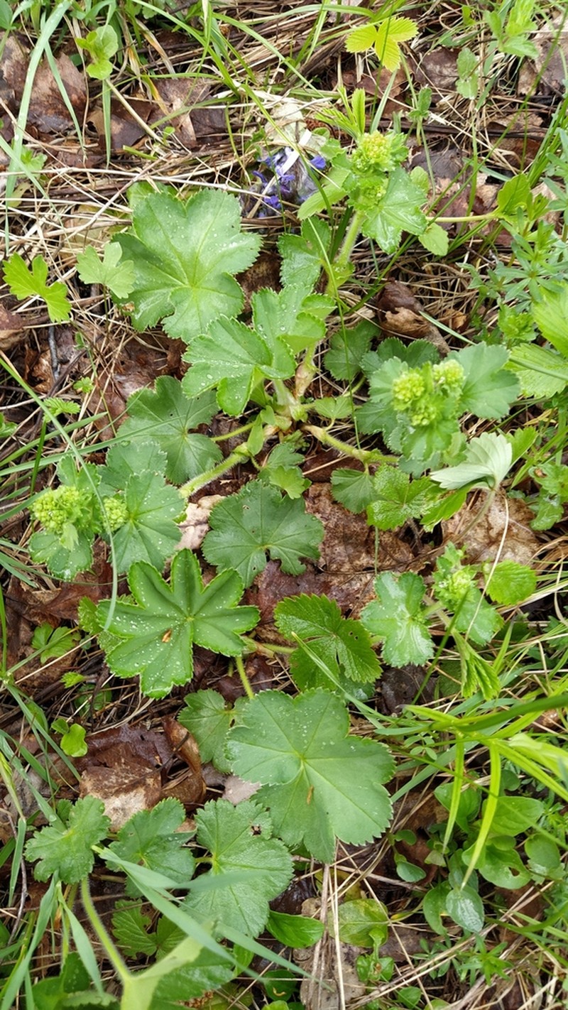 Alchemilla plicata photo 3