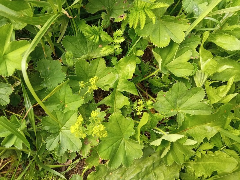 Alchemilla plicata photo 4