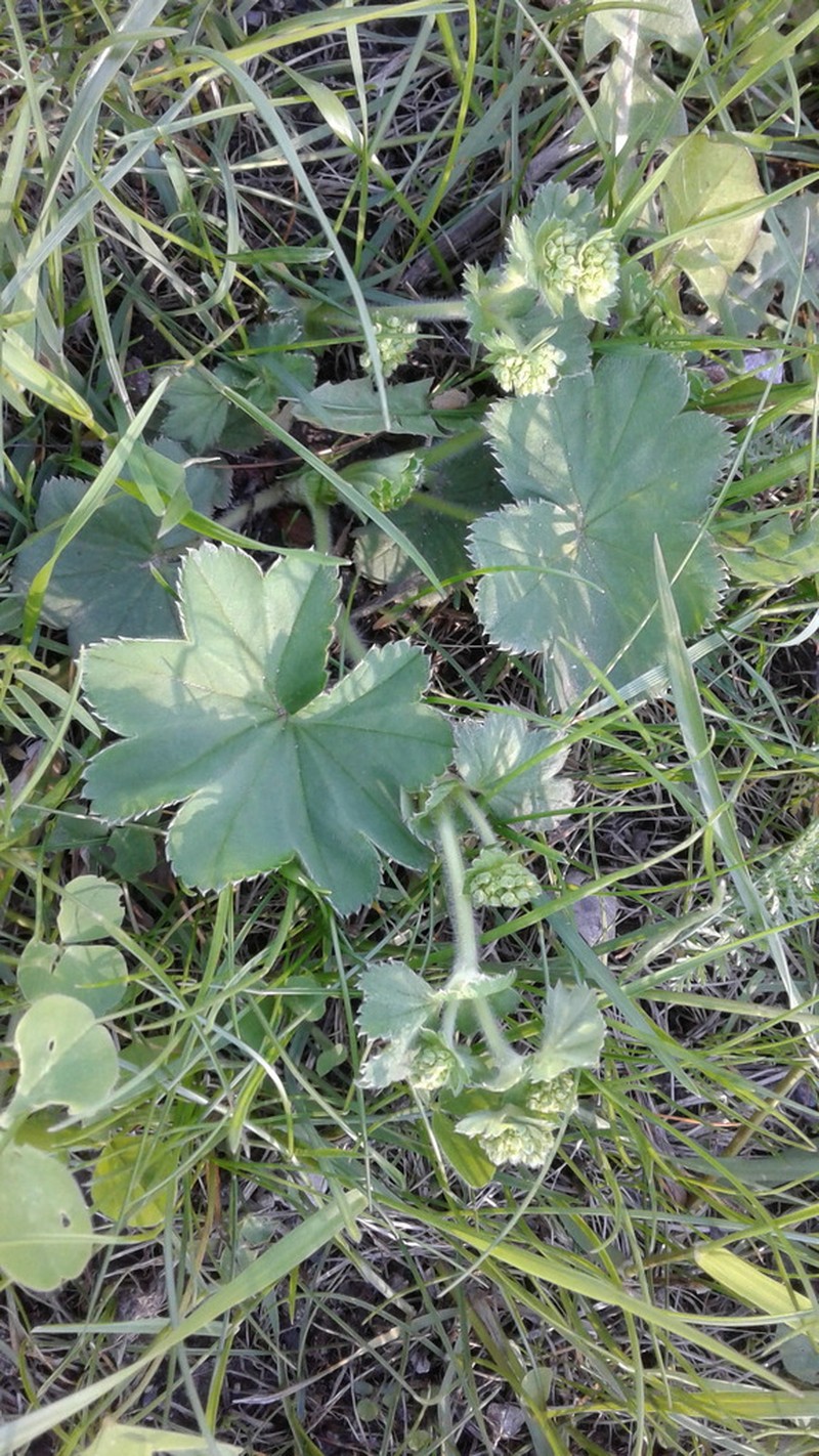 Alchemilla plicata photo 5