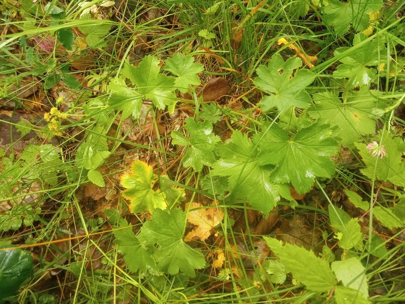 Alchemilla plicata photo 6