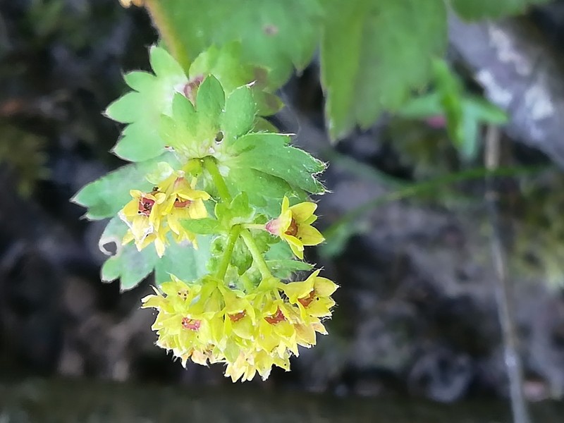 Alchemilla plicata photo 7