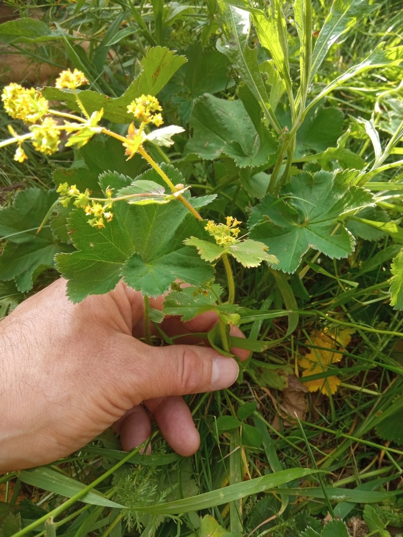Alchemilla plicata photo 8