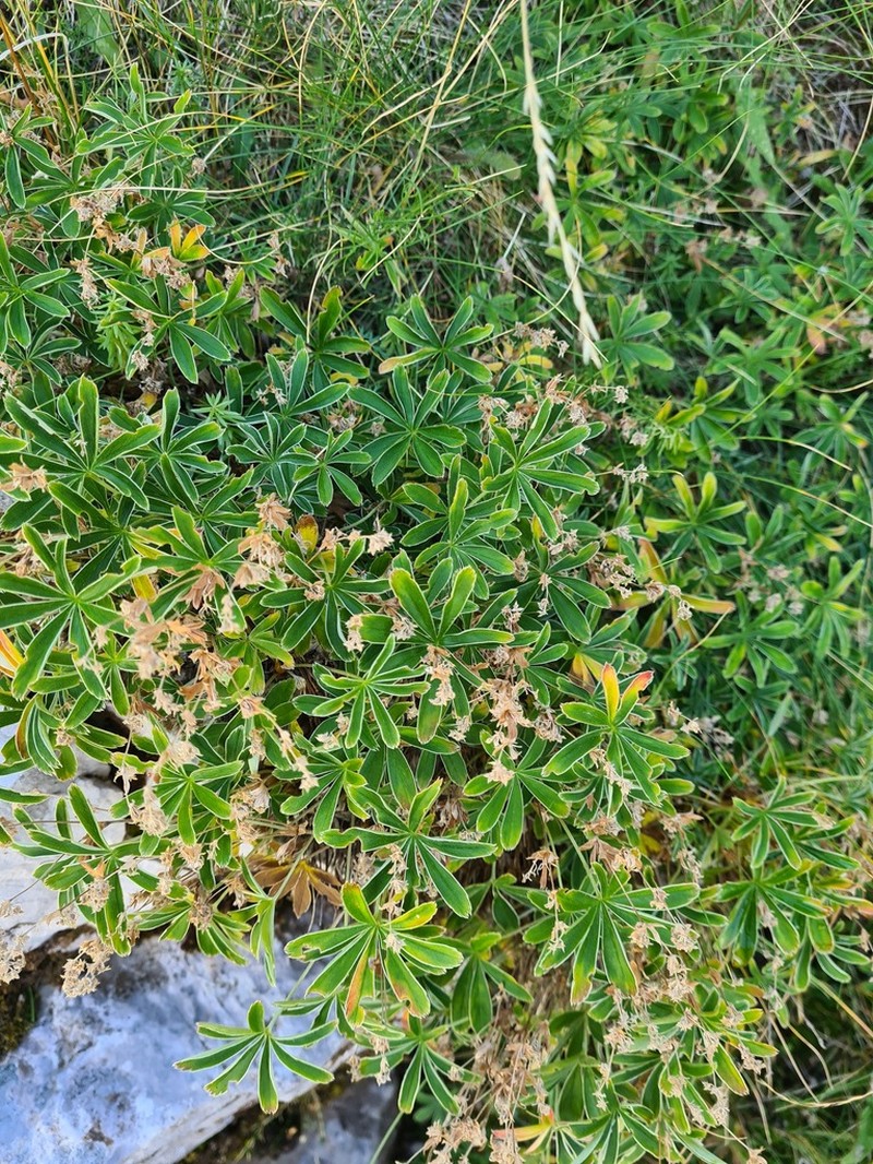 Alchemilla plicatula