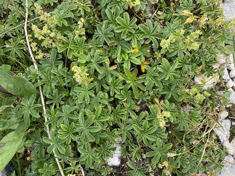 Alchemilla plicatula photo 2