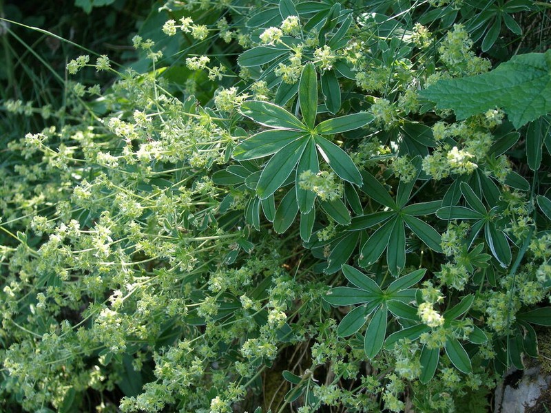 Alchemilla plicatula photo 3
