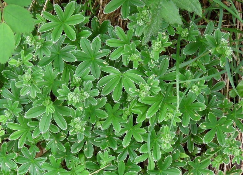 Alchemilla plicatula photo 4