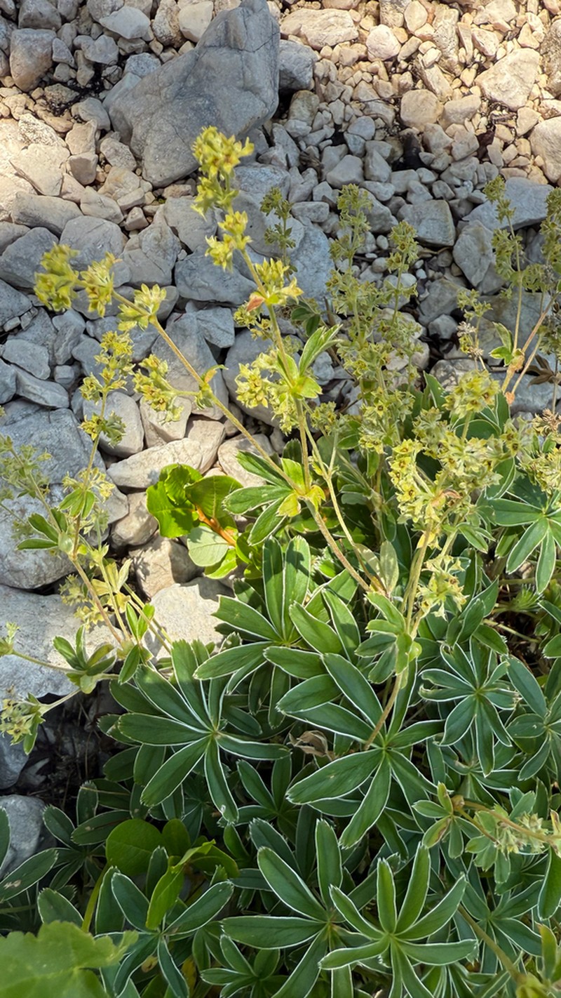 Alchemilla plicatula photo 5
