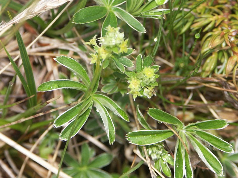 Alchemilla plicatula photo 6