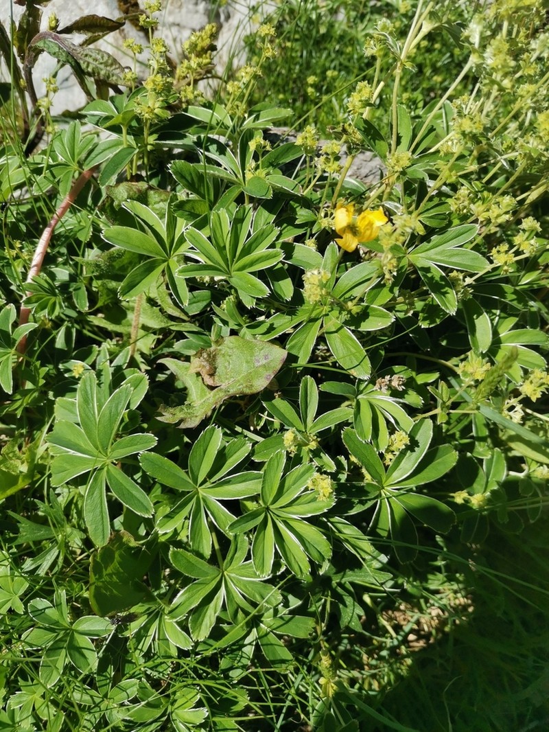 Alchemilla plicatula photo 7