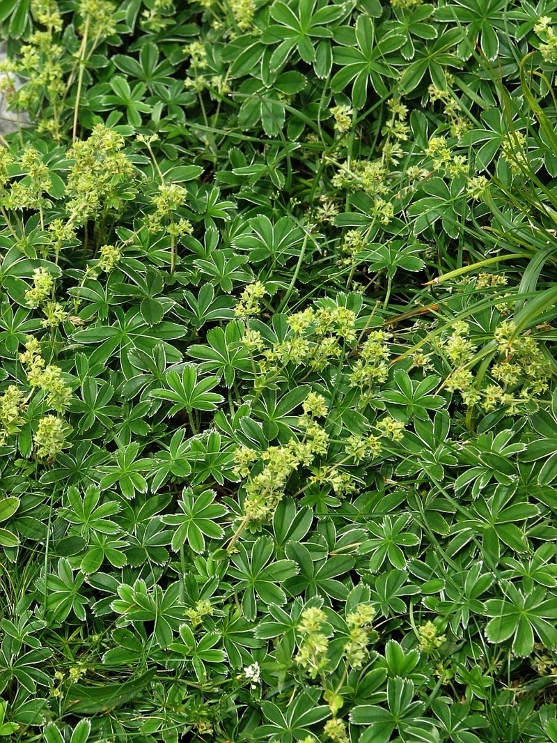 Alchemilla plicatula photo 8