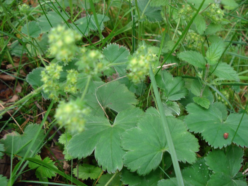 Alchemilla polessica photo 3