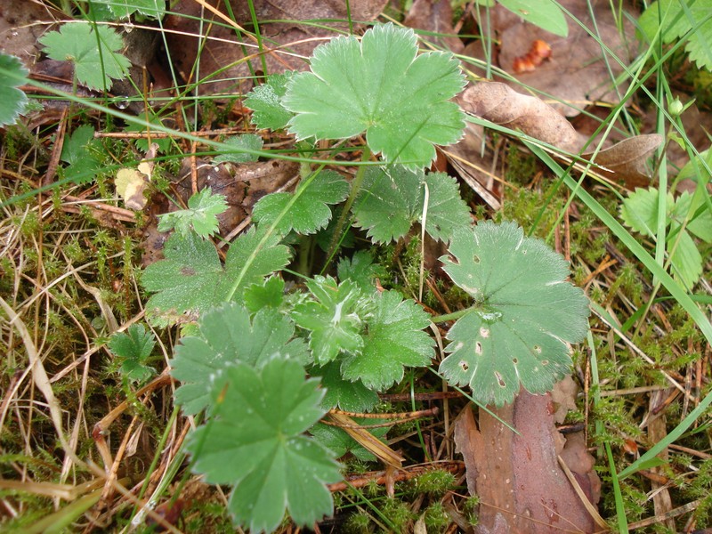 Alchemilla polessica photo 4