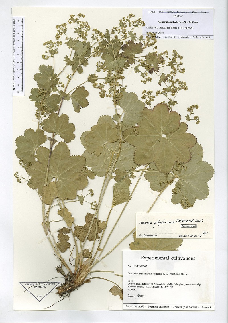 Alchemilla polychroma