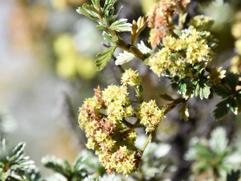 Alchemilla polylepis