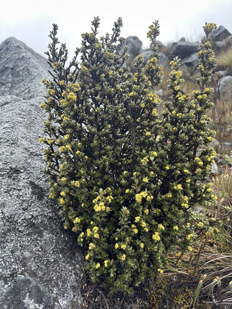 Alchemilla polylepis photo 2