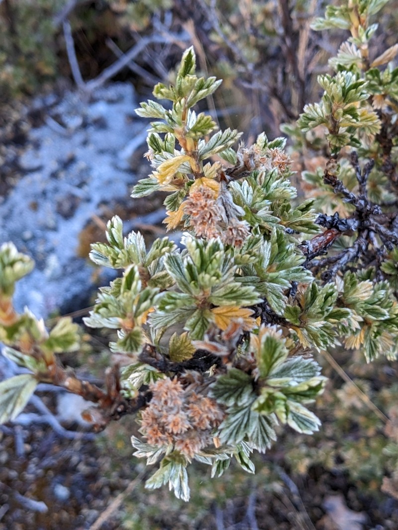 Alchemilla polylepis photo 3