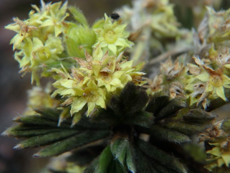 Alchemilla polylepis photo 4