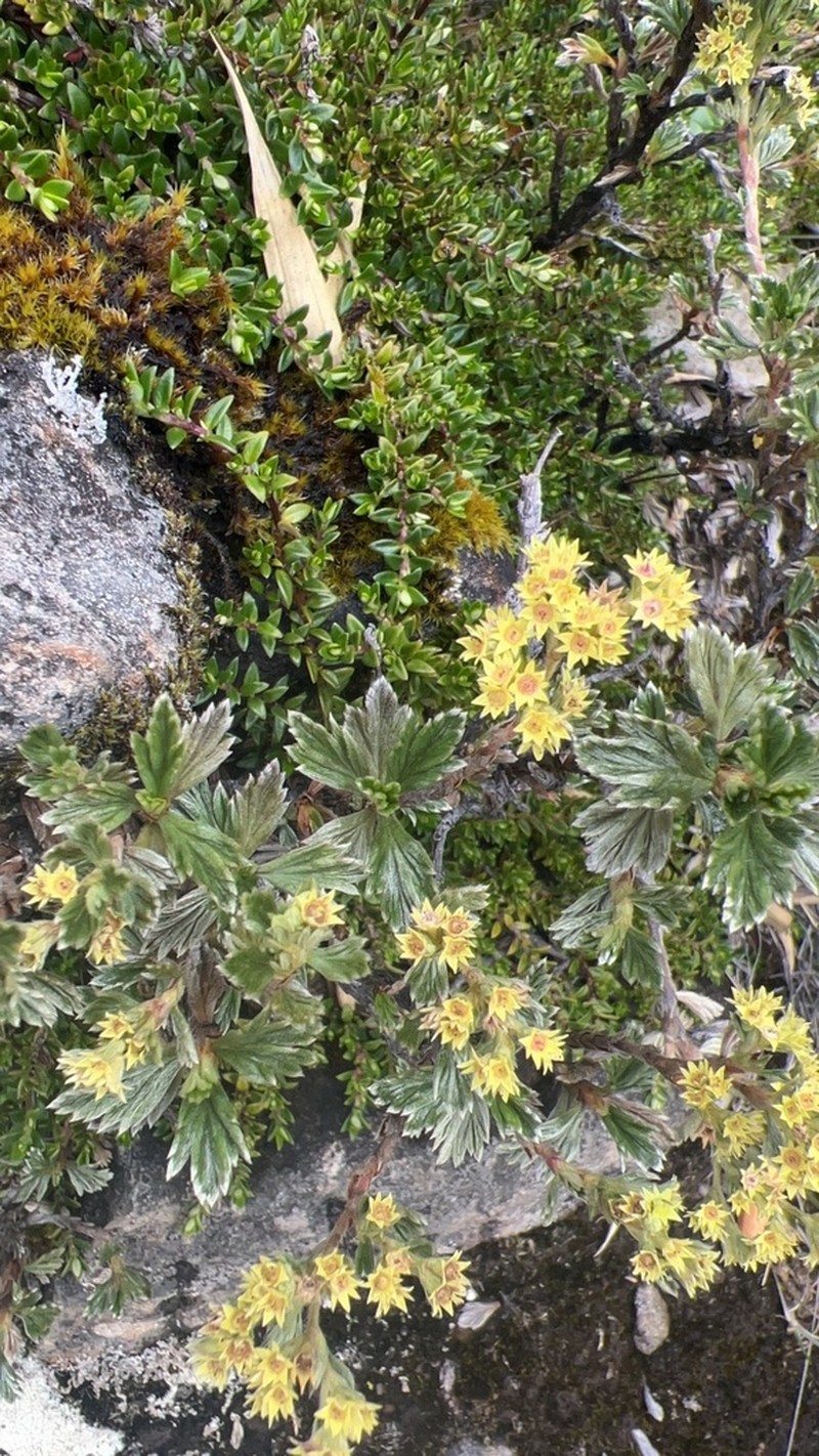 Alchemilla polylepis photo 5