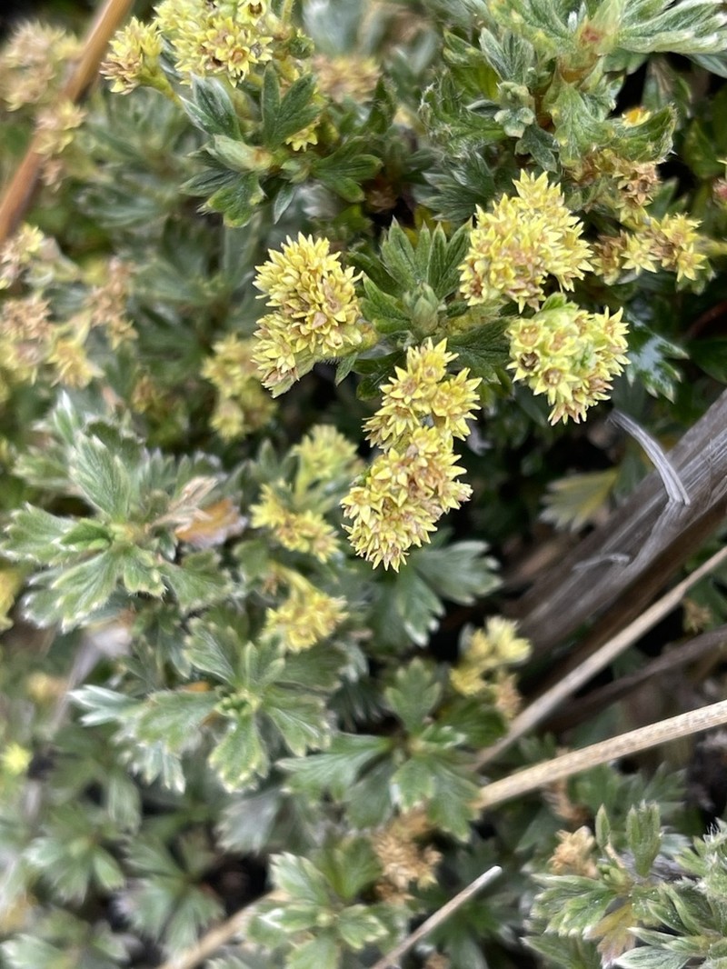 Alchemilla polylepis photo 6
