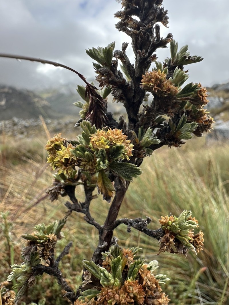 Alchemilla polylepis photo 7