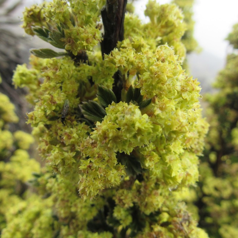 Alchemilla polylepis photo 8