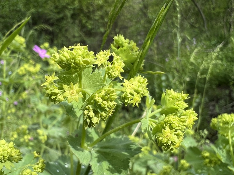 Alchemilla porrectidens