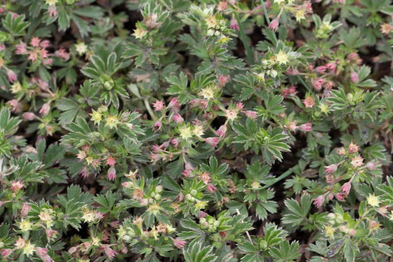Alchemilla procumbens