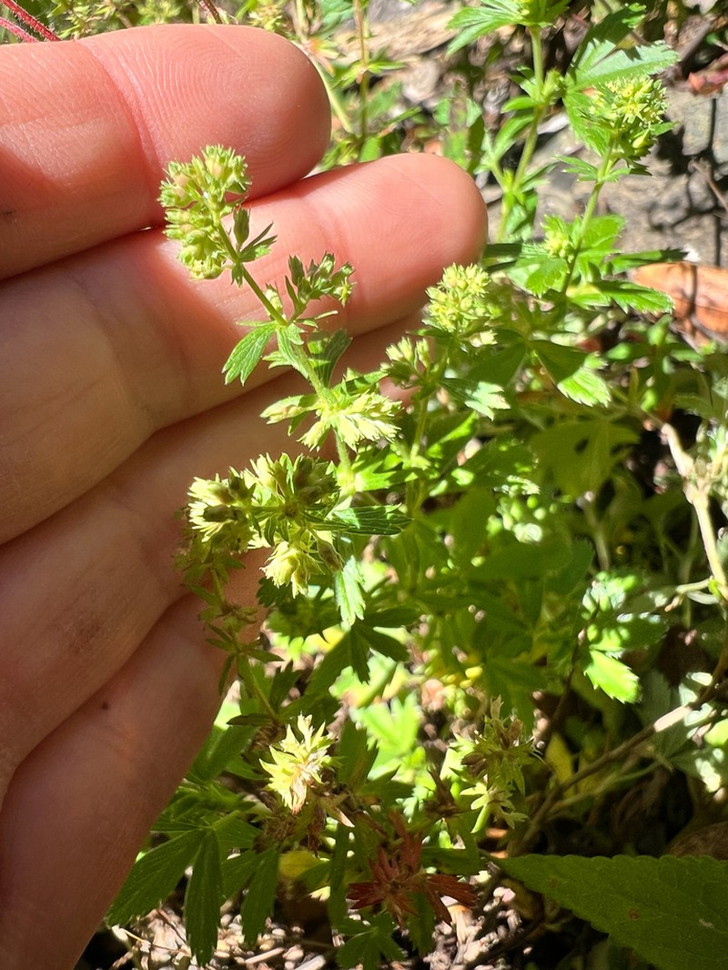 Alchemilla procumbens photo 2
