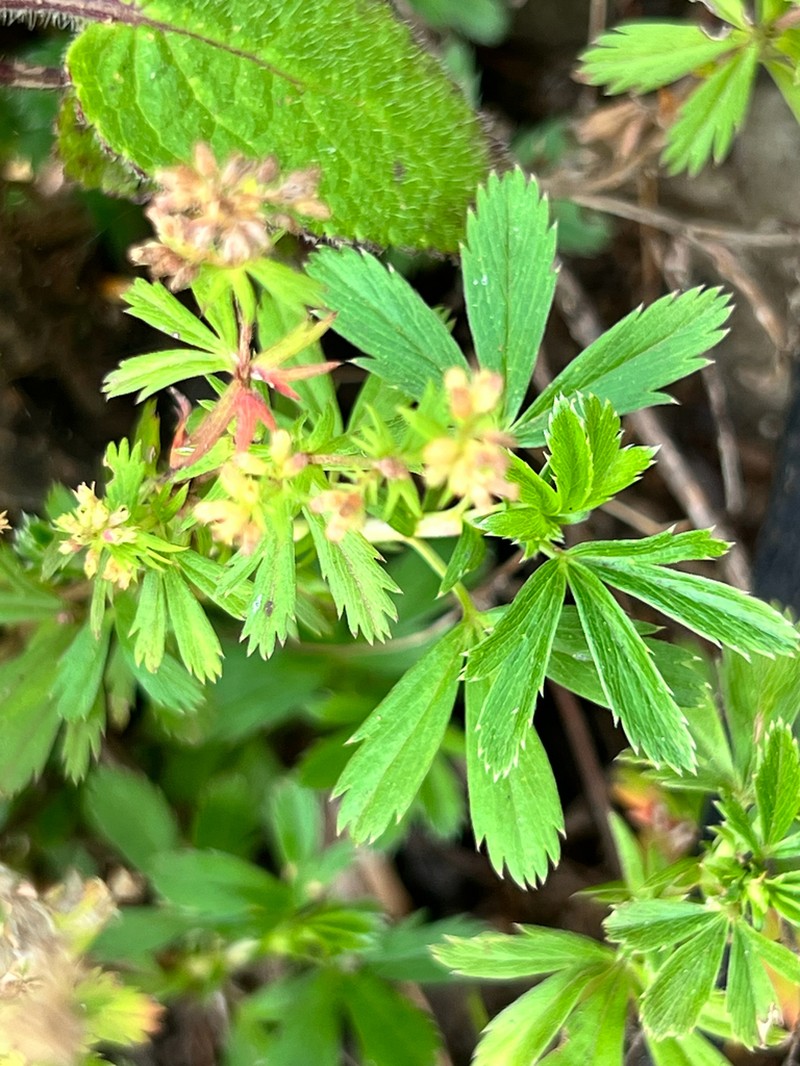 Alchemilla procumbens photo 3