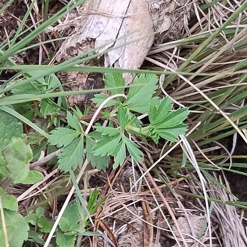 Alchemilla procumbens photo 4