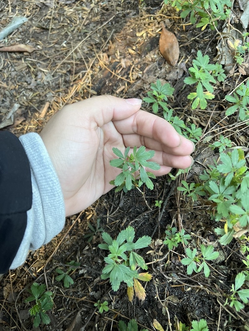 Alchemilla procumbens photo 5