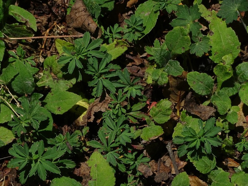 Alchemilla procumbens photo 6