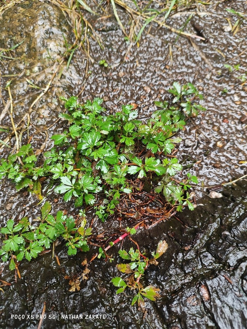 Alchemilla procumbens photo 7
