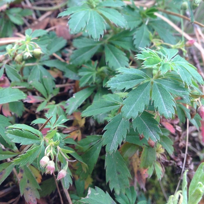 Alchemilla procumbens photo 8