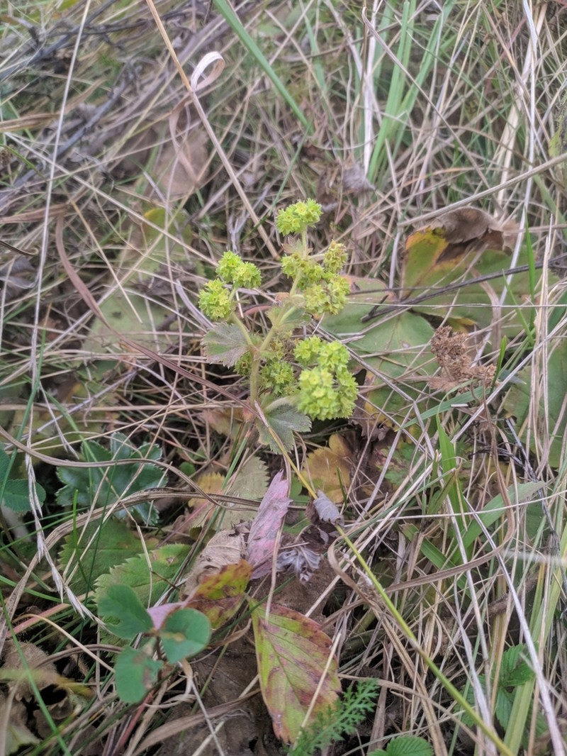 Alchemilla propinqua