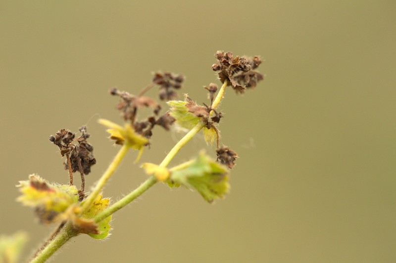 Alchemilla propinqua photo 2