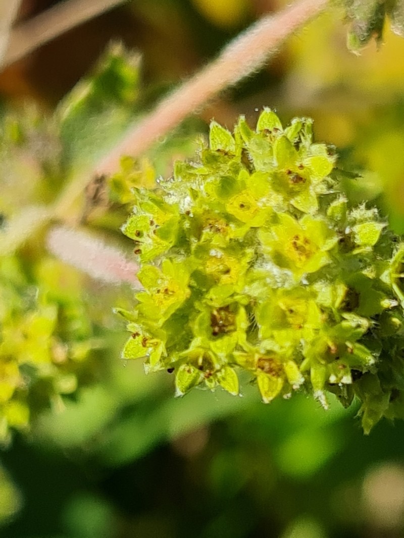 Alchemilla propinqua photo 3