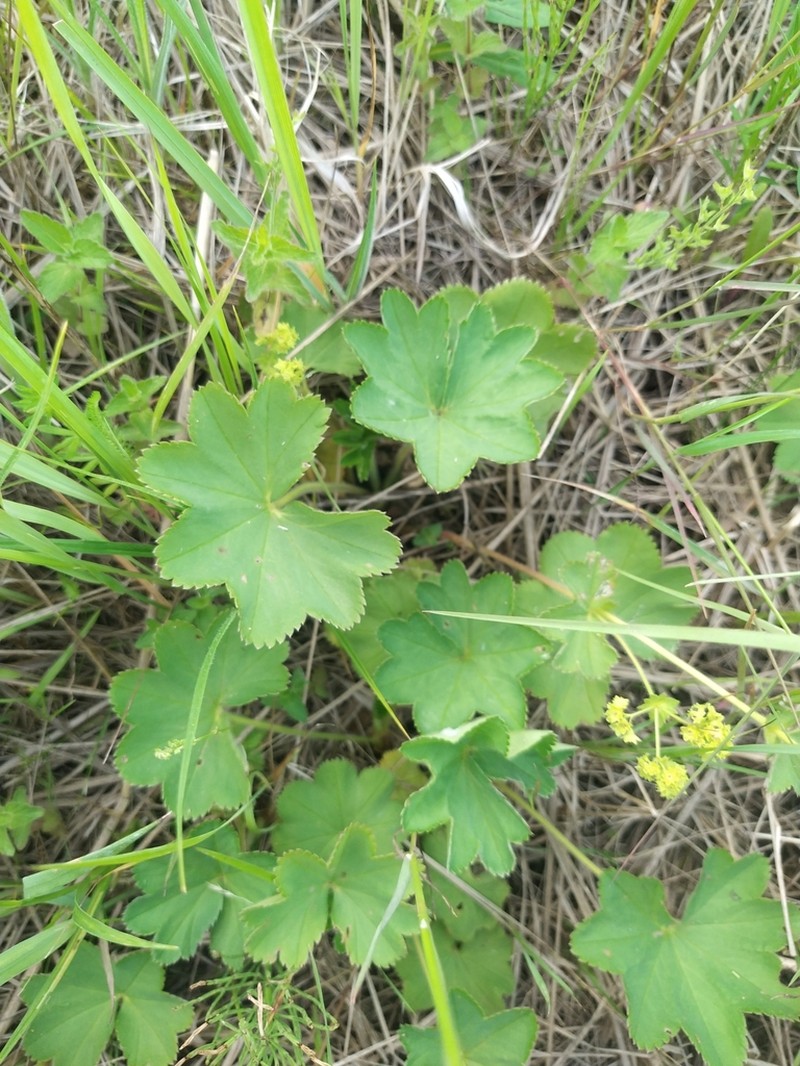 Alchemilla propinqua photo 4