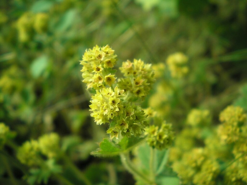 Alchemilla propinqua photo 5